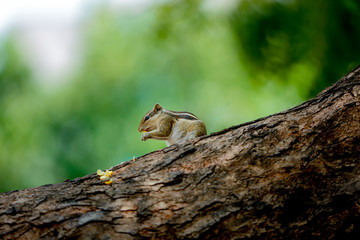 squirrel on a tree