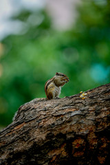 squirrel on a tree eating 