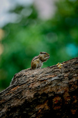 Naklejka na ściany i meble squirrel on a tree 