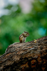 squirrel on a tree eating sweet corn 