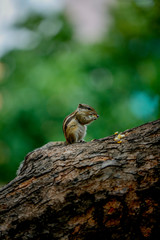 squirrel eating sweet corn  on a tree 