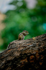 squirrel eating sweet corn  on a tree 