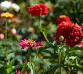 blooming multicolored flowers zinnia