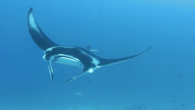 oceanic manta ray swimming gracefully