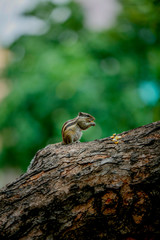 Naklejka na ściany i meble squirrel on a tree feeding sweet corn 