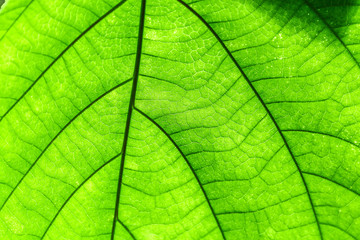 leaf textures close-up in botanical garden