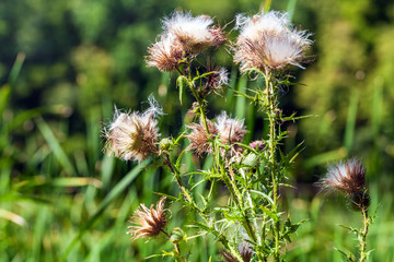 Cirsium vulgare closeup