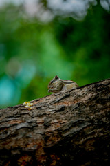 squirrel on a tree eating  