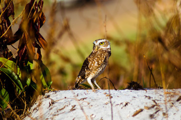 Linda coruja solta na natureza.