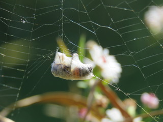Spider Prey