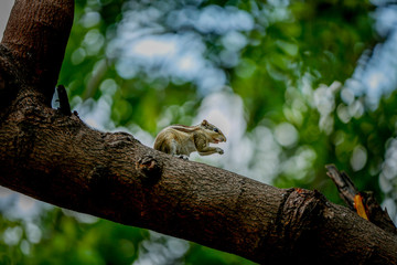 squirrel on a tree photo by sagar rahul 