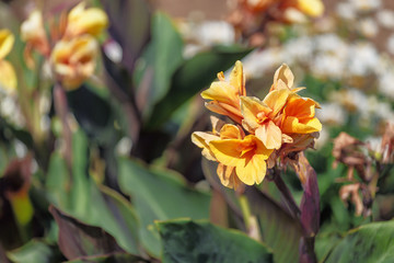 Canna generalis flower in botanical garden