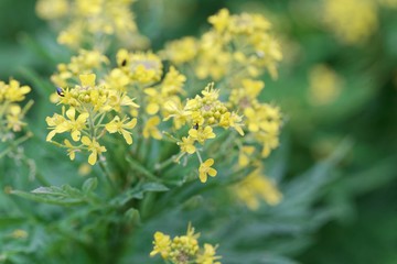 Flowers of a tansy-leaved rocket, Hugueninia tanacetifolia.