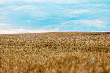 beautiful autumn nature at sunset