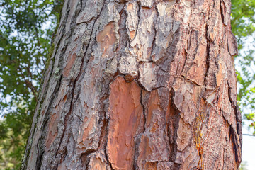 Rough texture of bark of a pine tree