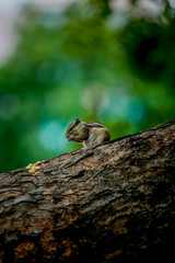 squirrel on tree eating sweet corn close up 