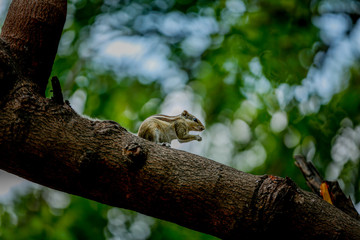 squirrel on tree close up 