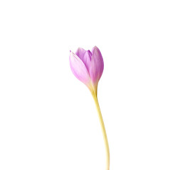 unblown bud of a purple crocus flower on a long stem