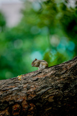squirrel on tree