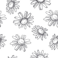 Vector seamless pattern with chamomile flowers in engraving style. Hand drawn botanical texture. Floral sketch