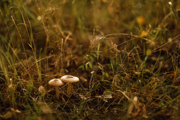 mushroom grows in clearing in the forest
