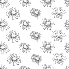 Vector seamless pattern with chamomile flowers in engraving style. Hand drawn botanical texture. Floral sketch