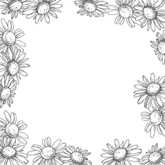 Vector vintage background with chamomile flowers. Hand drawn texture with camomile in engraving style. Botanical illustration