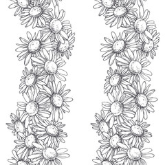 Vector seamless pattern with chamomile flowers in engraving style. Hand drawn botanical texture. Floral sketch