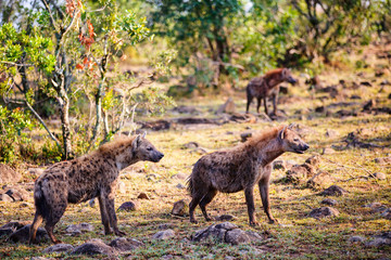 Hyena in Africa