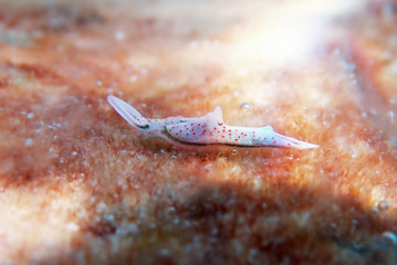 White sea slug - Elysia timida