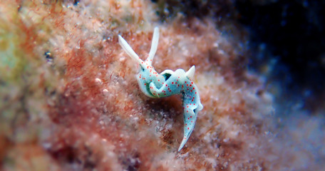 White sea slug - Elysia timida