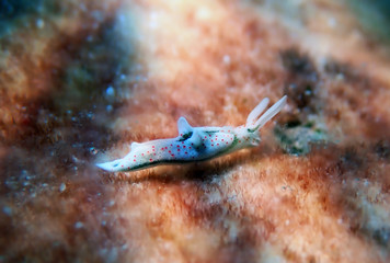 White sea slug - Elysia timida
