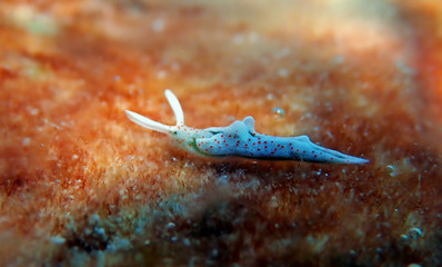White sea slug - Elysia timida