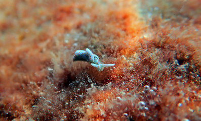 White sea slug - Elysia timida