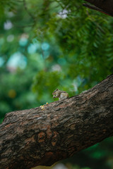 squirrel lizard on tree and eating 
