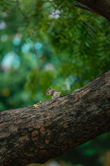 lizard on tree squirrel 