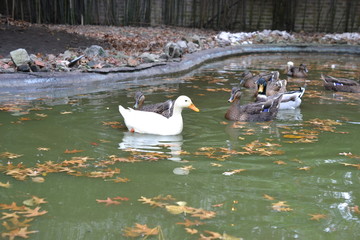 Patos en laguna