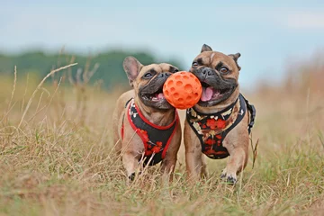 Wandaufkleber Action shot of two brown French Bulldog dogs with matching clothes running towards camera while holding ball toy together in their muzzles © Firn