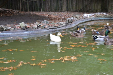 Patos en laguna
