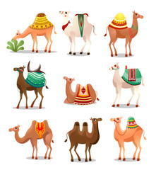 Camel Icons Set . Raster illustration in flat cartoon style