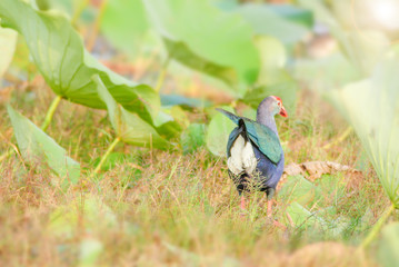 Blurry Purple Swamphen, birds background. It is a large rail, mainly dusky black above, with a broad dark blue collar, and dark blue to purple below.