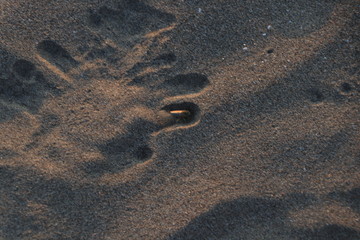 Fototapeta na wymiar Cylindera trisignata tryng to dig into the sand