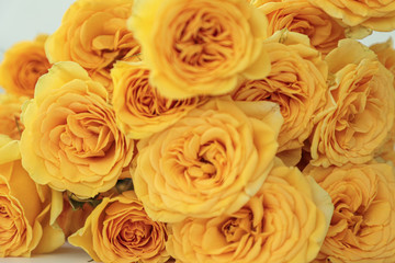 Beautiful bouquet of yellow roses on white background. Closeup. Selective focus. Love, Valentines day, romance, retro