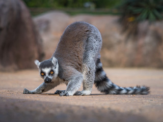 Fototapeta premium Lemur catta Linnaeus from Madagascar looking into camera