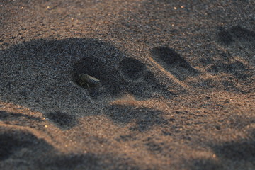 Cylindera trisignata tryng to dig into the sand