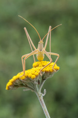 grasshopper on leaf
