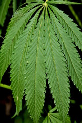 Leaves of cannabis (marijuana).