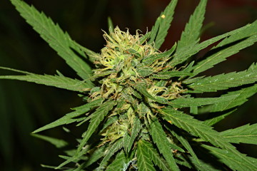 Flowering cannabis (marijuana).