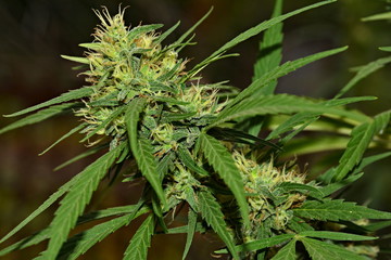 Flowering cannabis (marijuana).