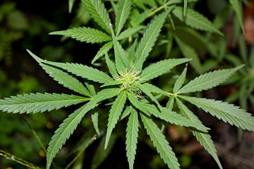 Naklejka na ściany i meble Leaves of cannabis (marijuana).